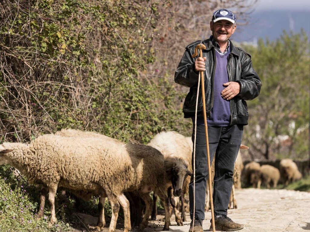 Får och fåraherde i Albanien