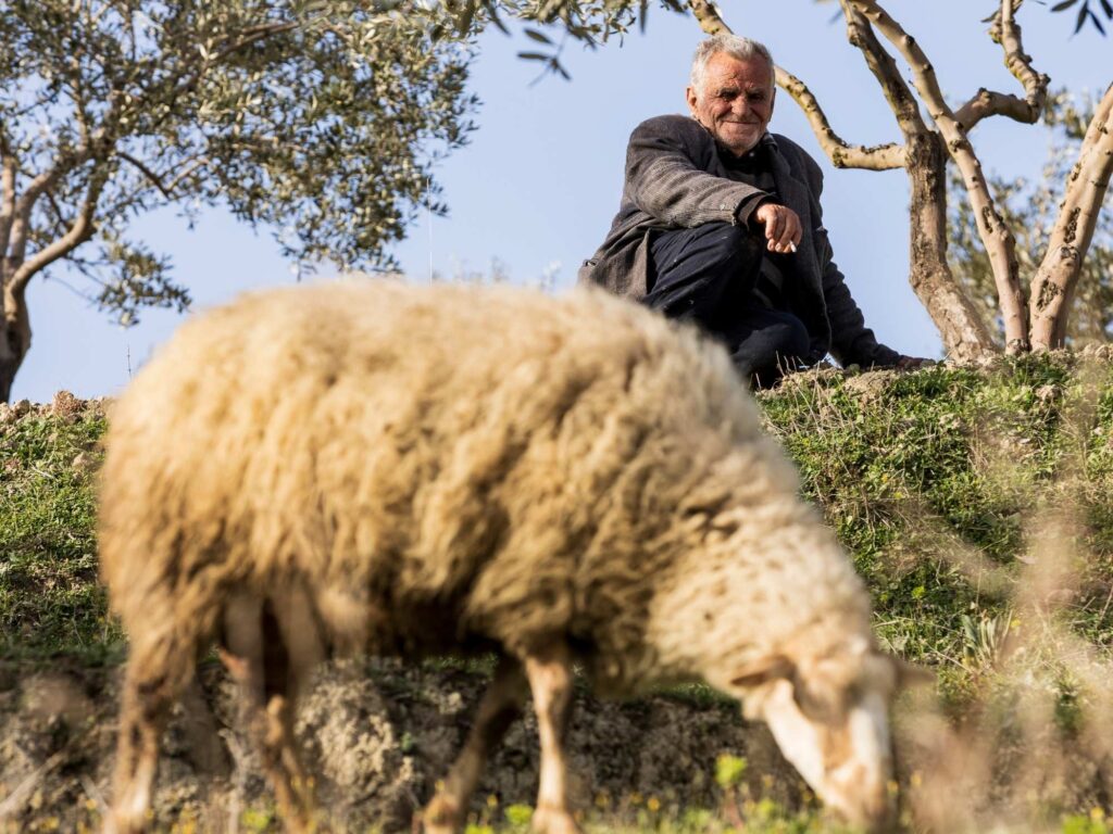 Man och får i Albanien